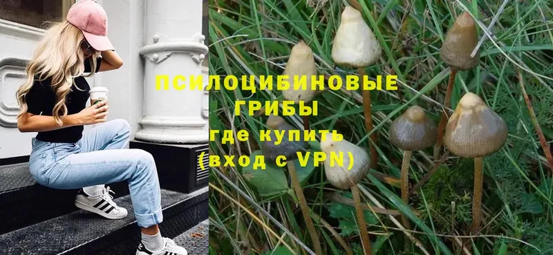 хочу наркоту  Ладушкин  Галлюциногенные грибы Psilocybe 